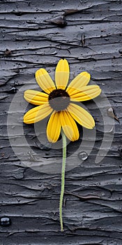 Weathered Materials: A Visual Delight Of Yellow Flower On Black Background