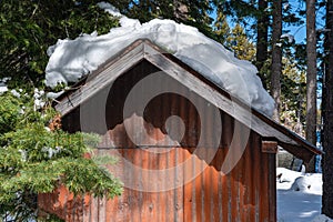 Weathered Metal Shack in the Forest