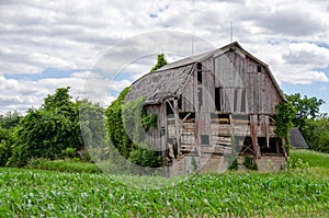 Weathered Michigan barn in corn field