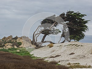 Weathered Monterey Cypress trees