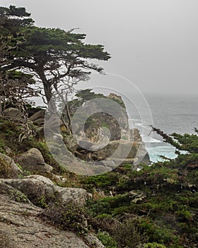 Weathered Monterey Cypress trees at the coast