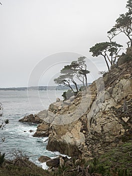 Weathered Monterey Cypress trees at the coast