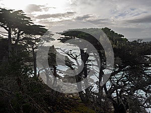 Weathered Monterey Cypress trees at the coast