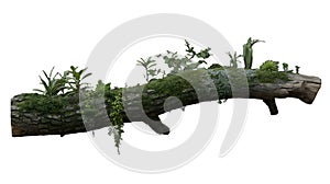 Fallen tree trunk covered in lush green moss and plants