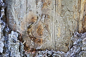 Weathered old cracked tree trunk macro