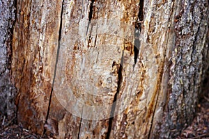 Weathered old cracked tree trunk macro