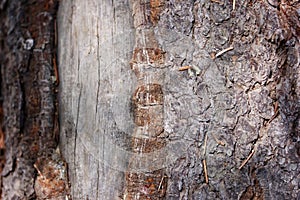 Weathered old cracked tree trunk macro