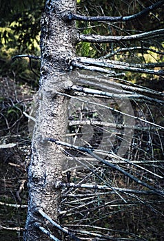 Weathered old tree