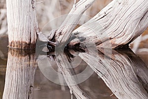 Weathered old trees mirrored on calm water surface