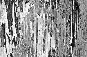 Weathered painted wooden wall in black and white