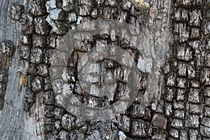 Weathered pine bark in New Mexico