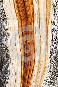 Weathered Pine Wood Grain