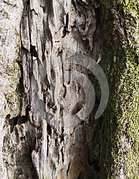 Weathered and porous wood texture