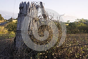 Weathered post with a tangle of rusty barbed wire.