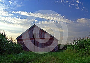Weathered Red Barn in a Cornfield