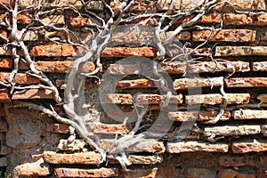 Weathered red bricks wall