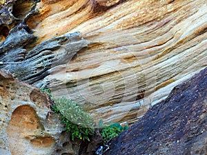 Weathered Sandstone Patterns, Bondi Beach, Australia