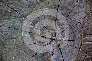 Weathered stump wood texture background