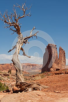 Weathered Tree