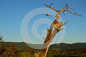 Weathered tree