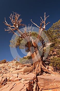 Weathered Tree against the sky