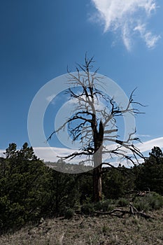 Weathered tree along the Largo trail