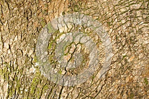 Weathered tree bark