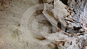 Weathered tree bark is affected by corrosion, abstract background