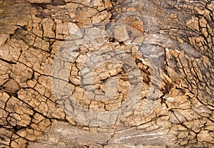 Weathered tree bark with cracks