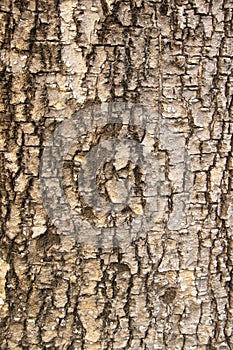 Weathered tree bark with cracks