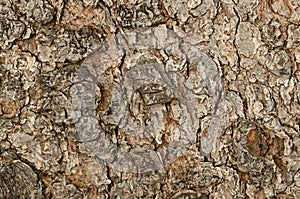 Weathered tree bark macro photo