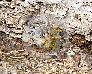 Weathered tree bark, wooden background