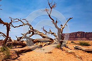 Weathered tree in a desert