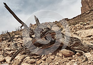 Weathered tree in desert