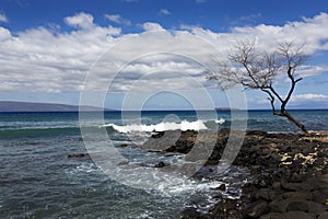 Weathered Tree, Maui, Hawaii