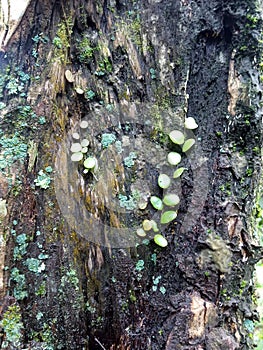 weathered tree with mistletoe moss