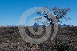 A weathered tree near Cooke`s Peak in southwest New Mexico.