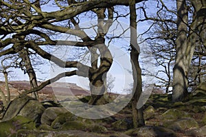 Weathered tree in Padley Gorge, Derbyshire
