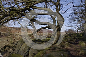 Weathered tree in Padley Gorge, Derbyshire