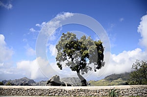 Weathered Tree on a Rock Formation