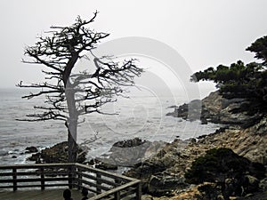 Weathered tree at a rocky shoreline on a gloomy day