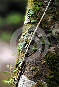 Weathered tree standing covered by fresh green moss