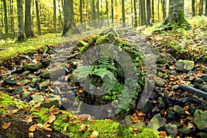 Weathered tree stump