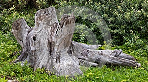 weathered tree stump
