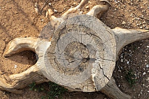 Weathered Tree Stump on Arid Soil
