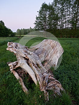 Weathered tree stump on a field