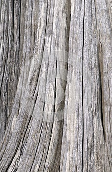 Weathered tree stump, Portland Island