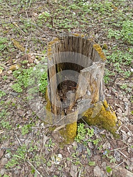 Weathered Tree Stump with Vibrant Moss and Wildflowers in Forest Succession Process