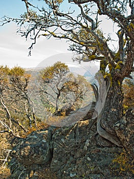 Weathered tree truck in rocky desert mountains