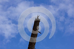 Weathered tree trunk against the blue sky